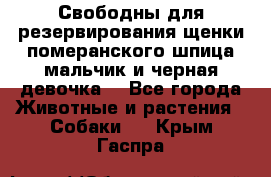 Свободны для резервирования щенки померанского шпица мальчик и черная девочка  - Все города Животные и растения » Собаки   . Крым,Гаспра